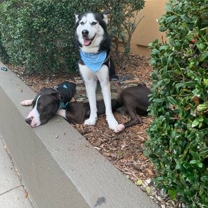 Meet your Posher, Cheyenne